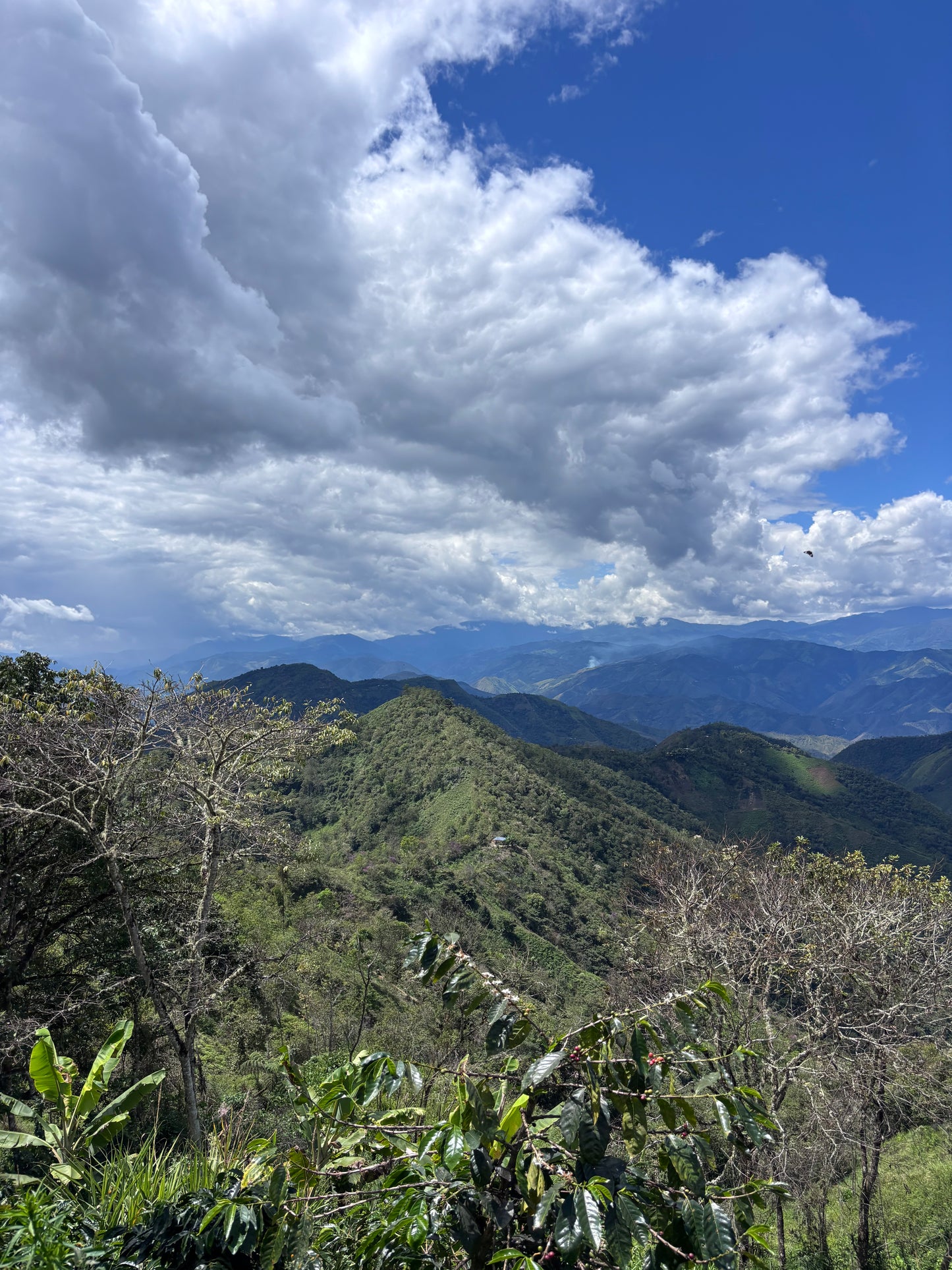 Peru El Santuario DON ANIBAL ORGANIC